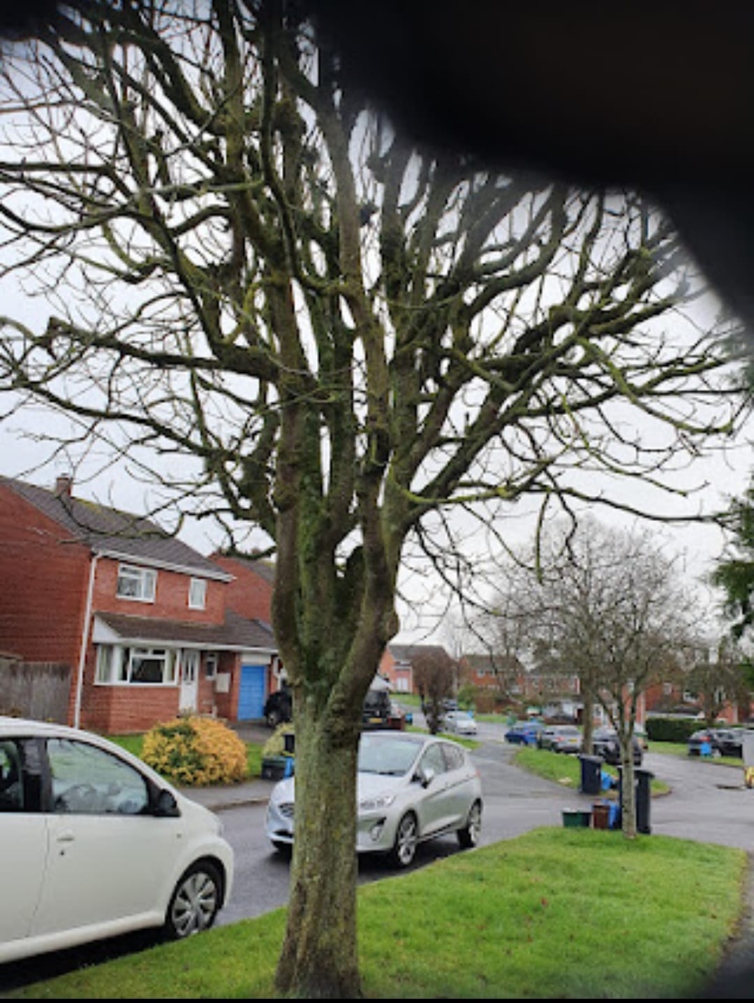 tree-surgeon-glastonbury-14-small