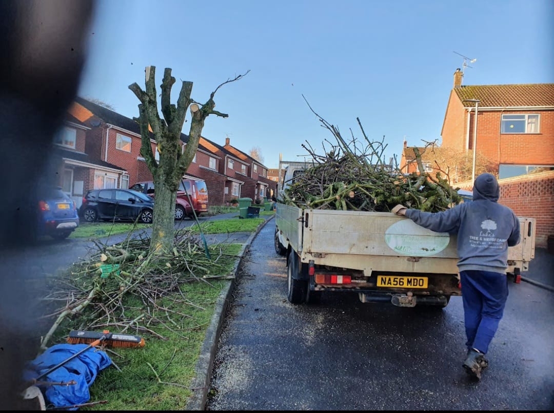 tree-surgeon-glastonbury-15-small