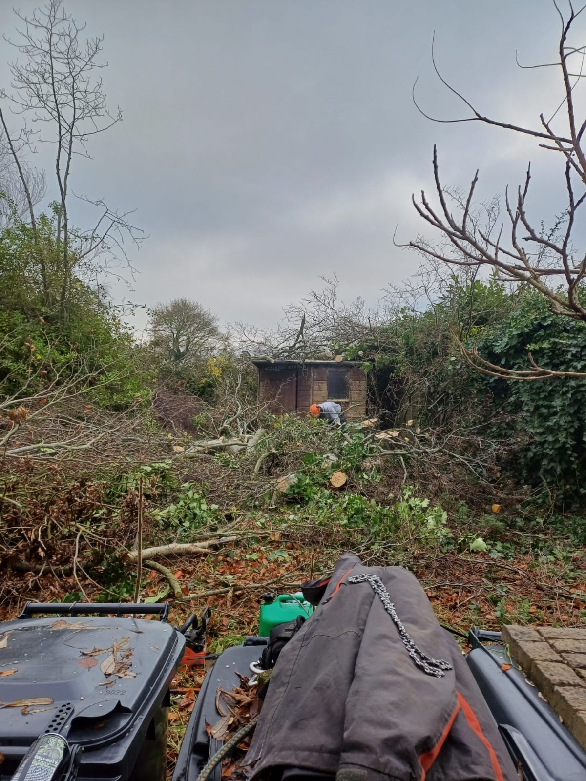 tree-surgeon-glastonbury-33-small