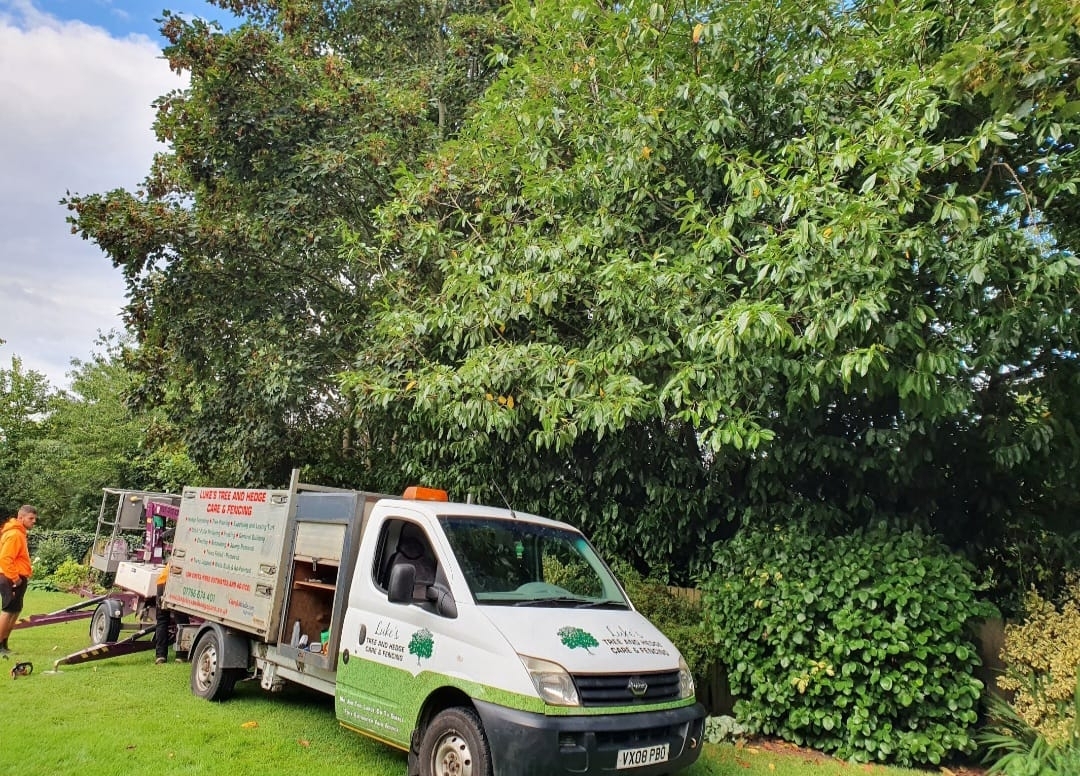 tree-surgeon-glastonbury-35-small