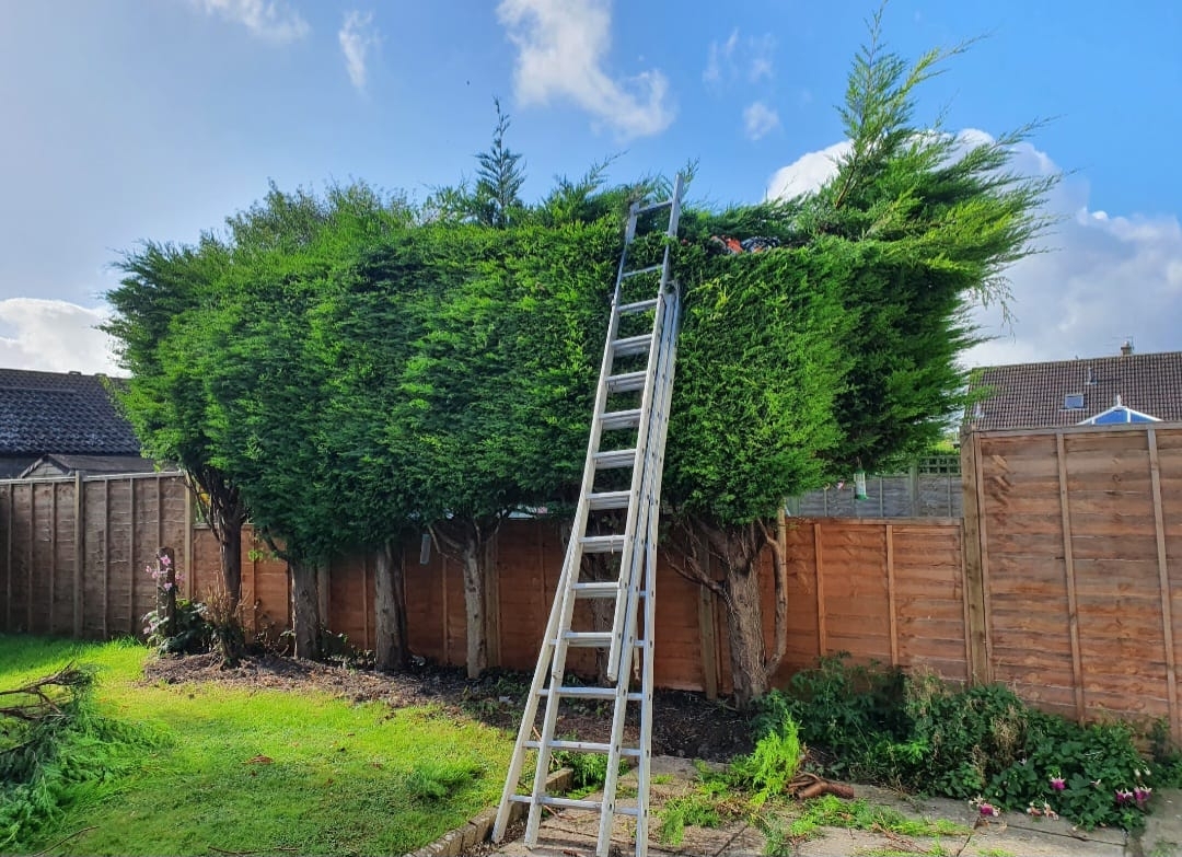 tree-surgeon-glastonbury-36-small