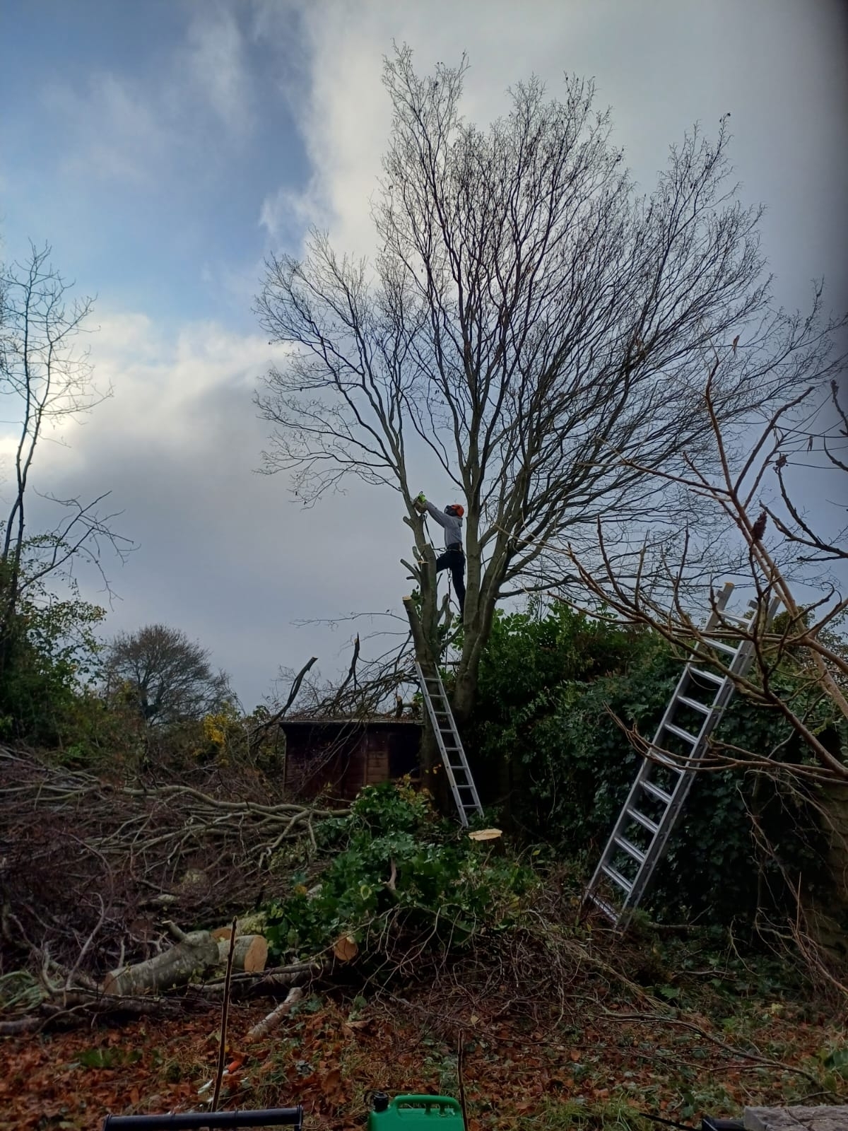 tree-surgeon-glastonbury-45-small