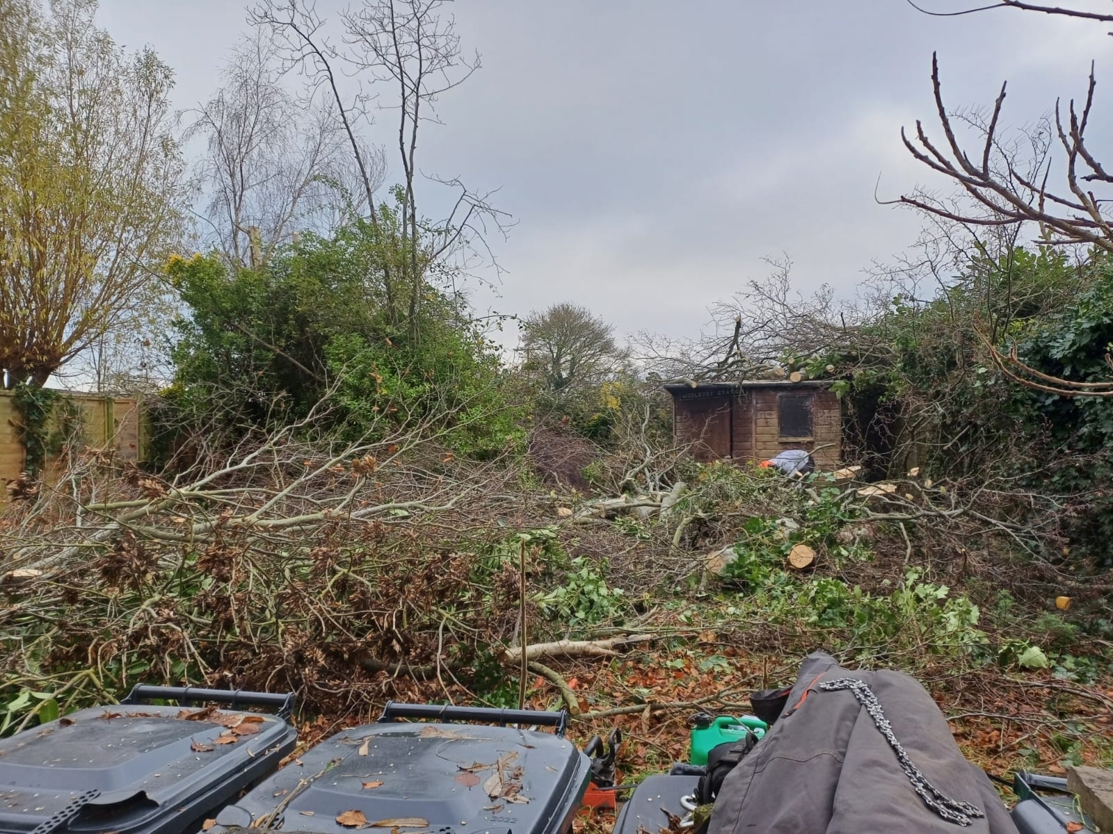 tree-surgeon-glastonbury-47-small