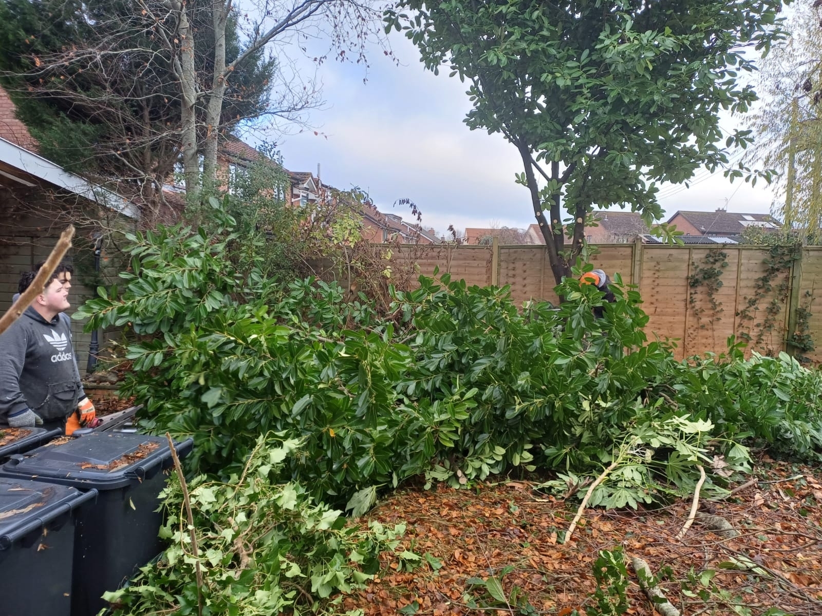 tree-surgeon-glastonbury-48-small