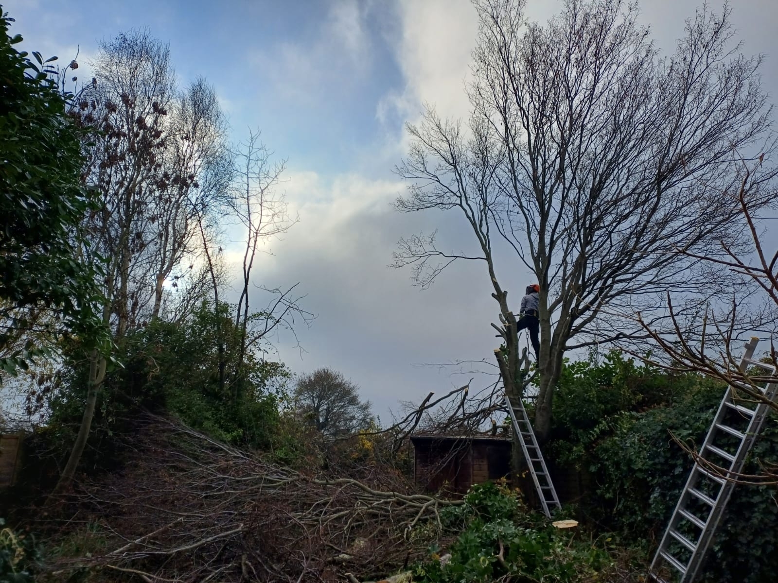 tree-surgeon-glastonbury-49-small