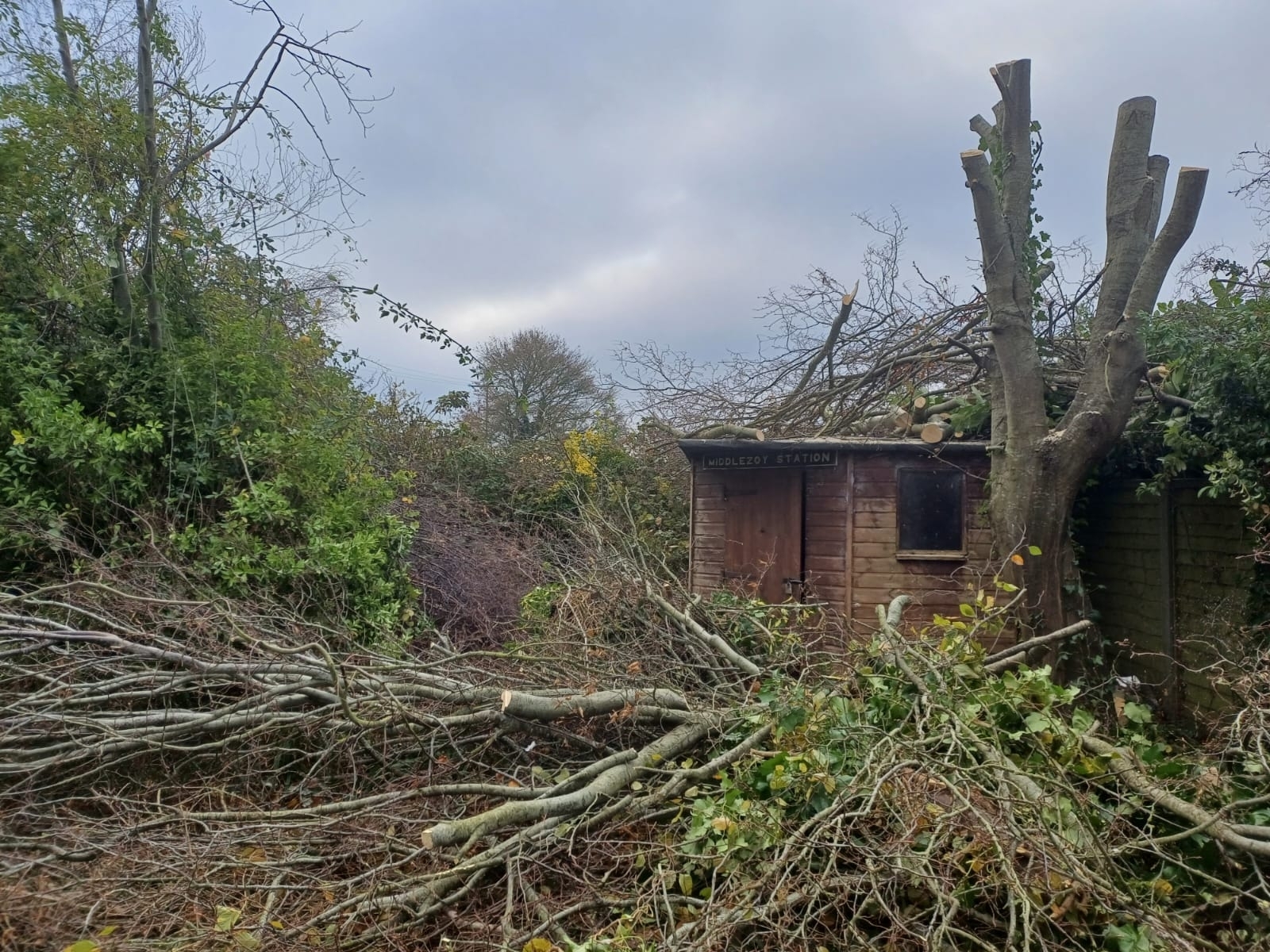 tree-surgeon-glastonbury-50-small