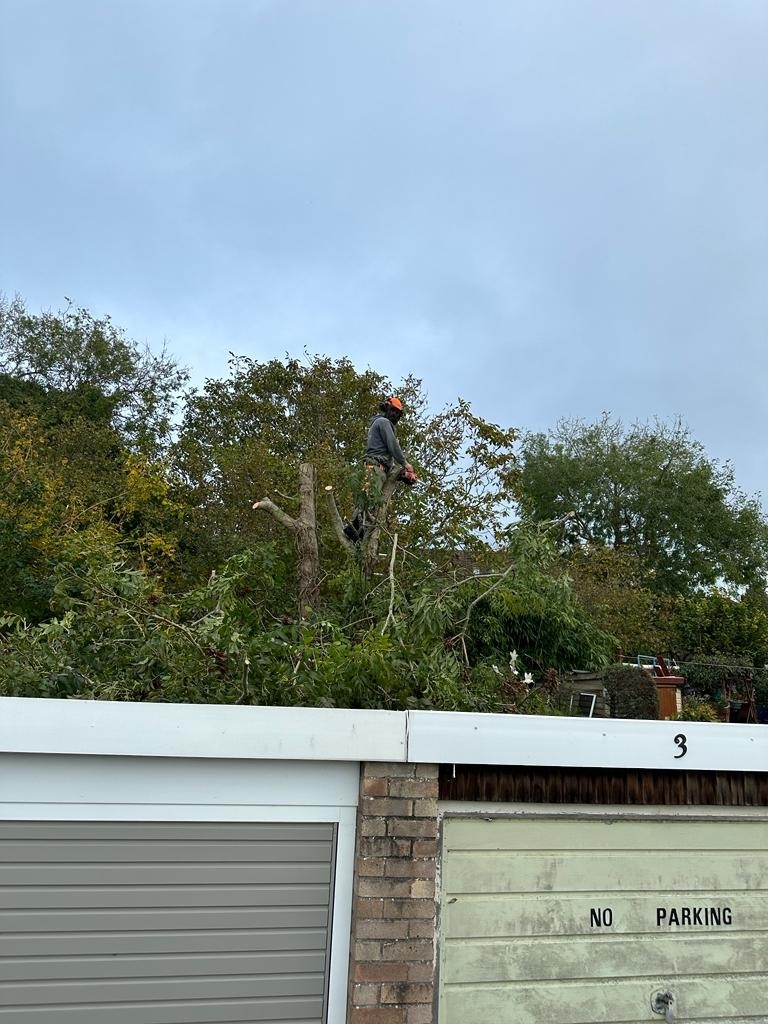 tree-surgeon-glastonbury-54-small