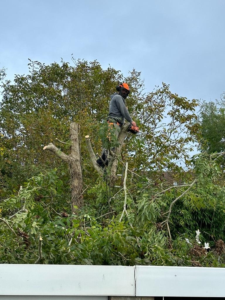 tree-surgeon-glastonbury-55-small