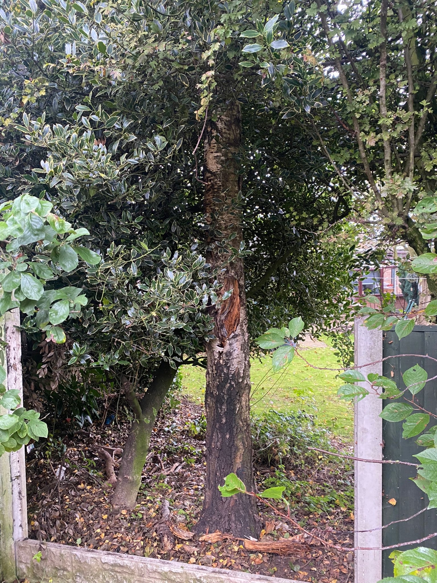 tree-surgeon-chesterfield-5-small