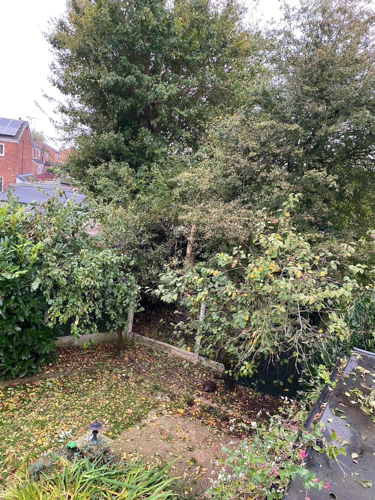 tree-surgeon-rotherham-1-1-1-small