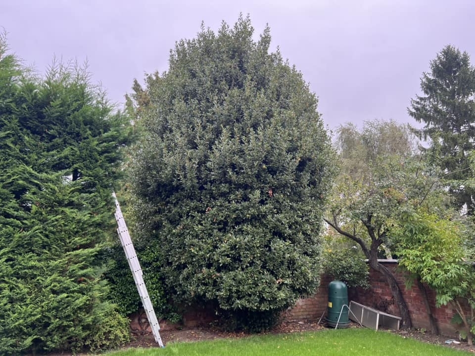 tree-surgeon-wellingborough-10-small