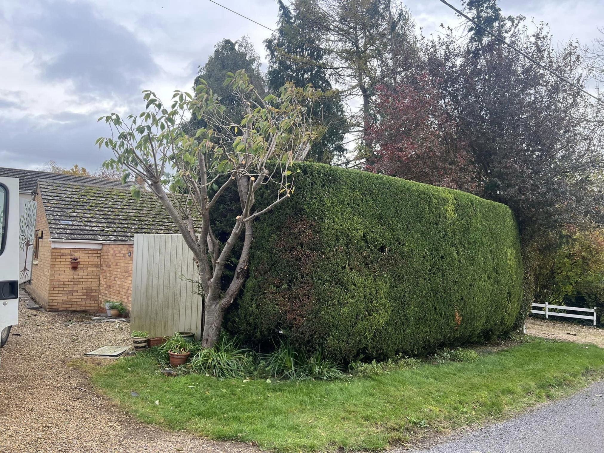 Tree Surgeon Wellingborough 17 Xlarge