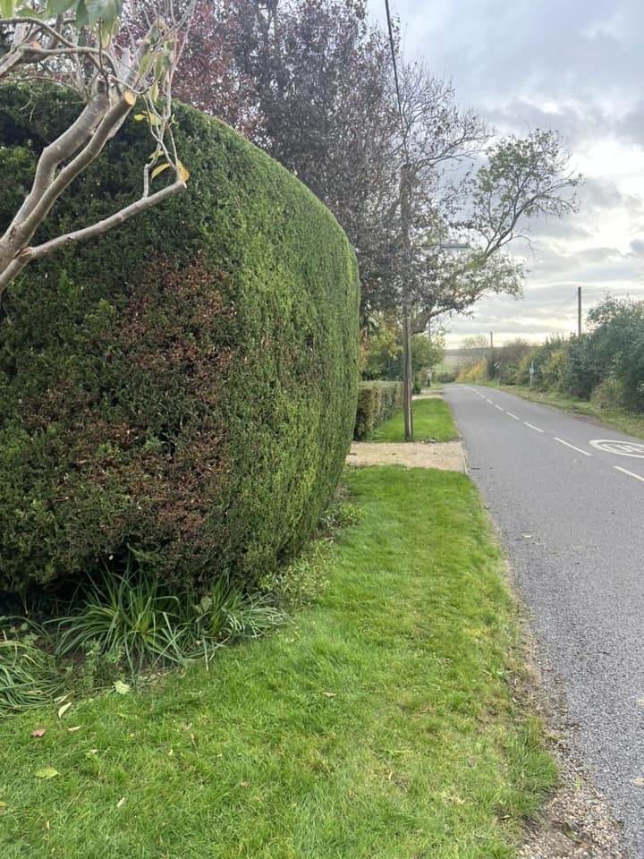 tree-surgeon-wellingborough-18-small