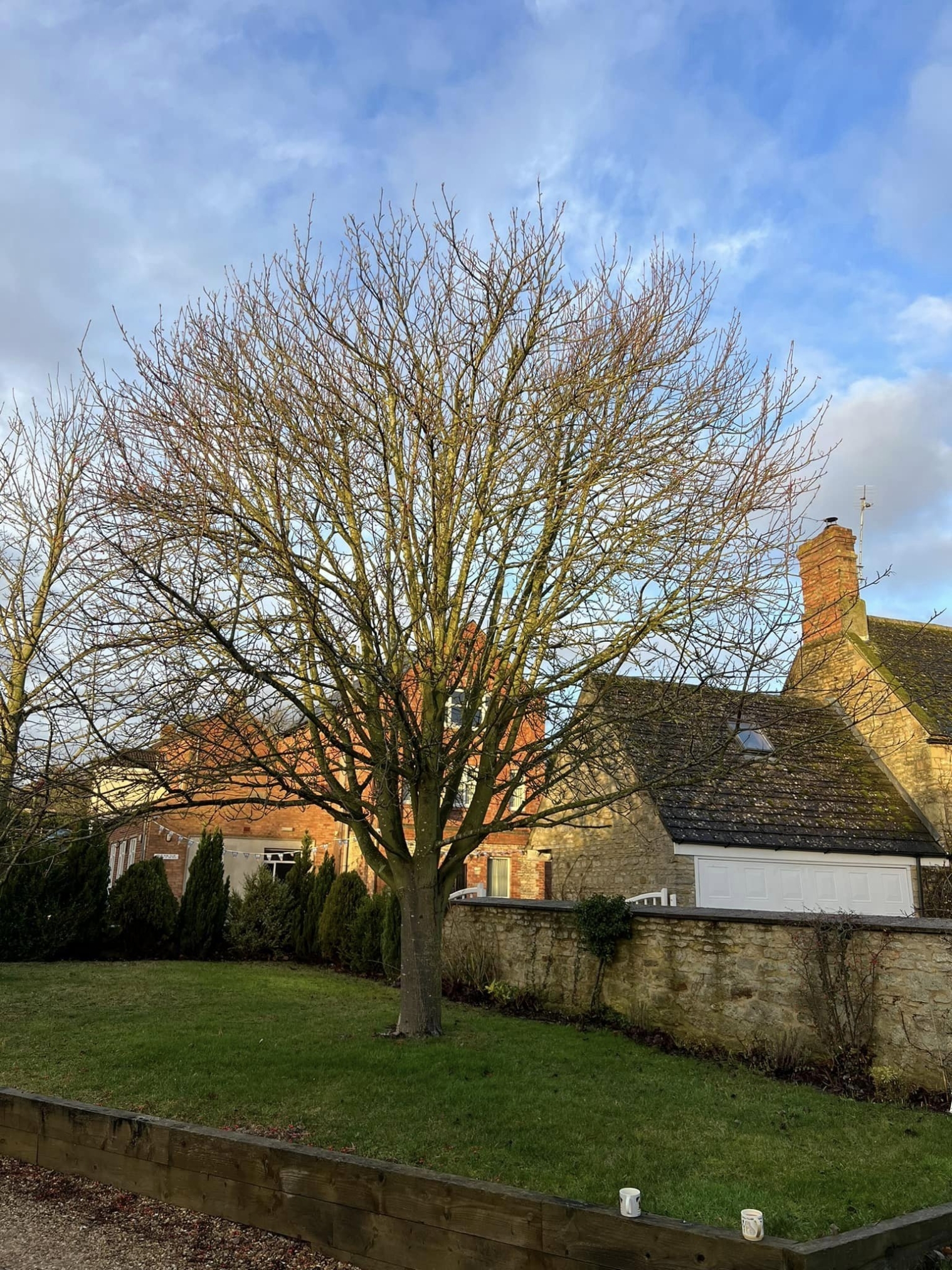 tree-surgeon-wellingborough-19-small