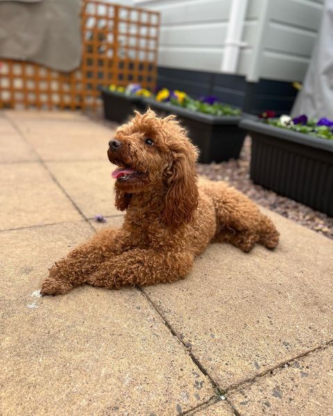 Poodle store puppy paws