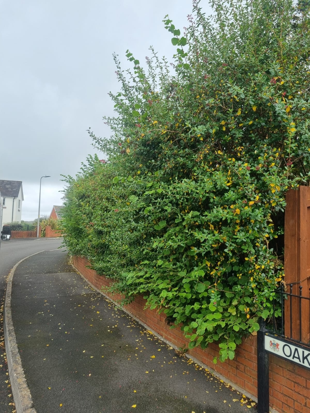 Hedge Trimming And Hight Reduction Cawstonrugby 01 Xlarge