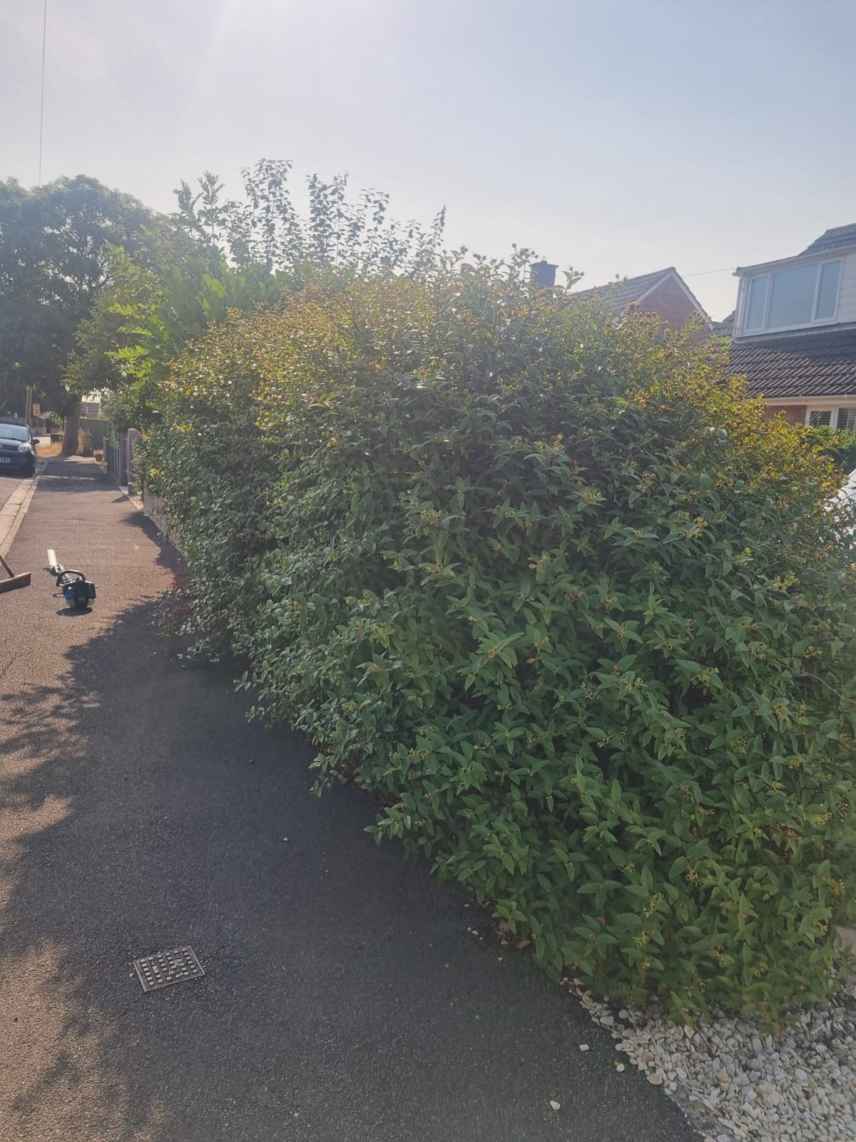 Hedge Trimming Rugby 01 Xlarge