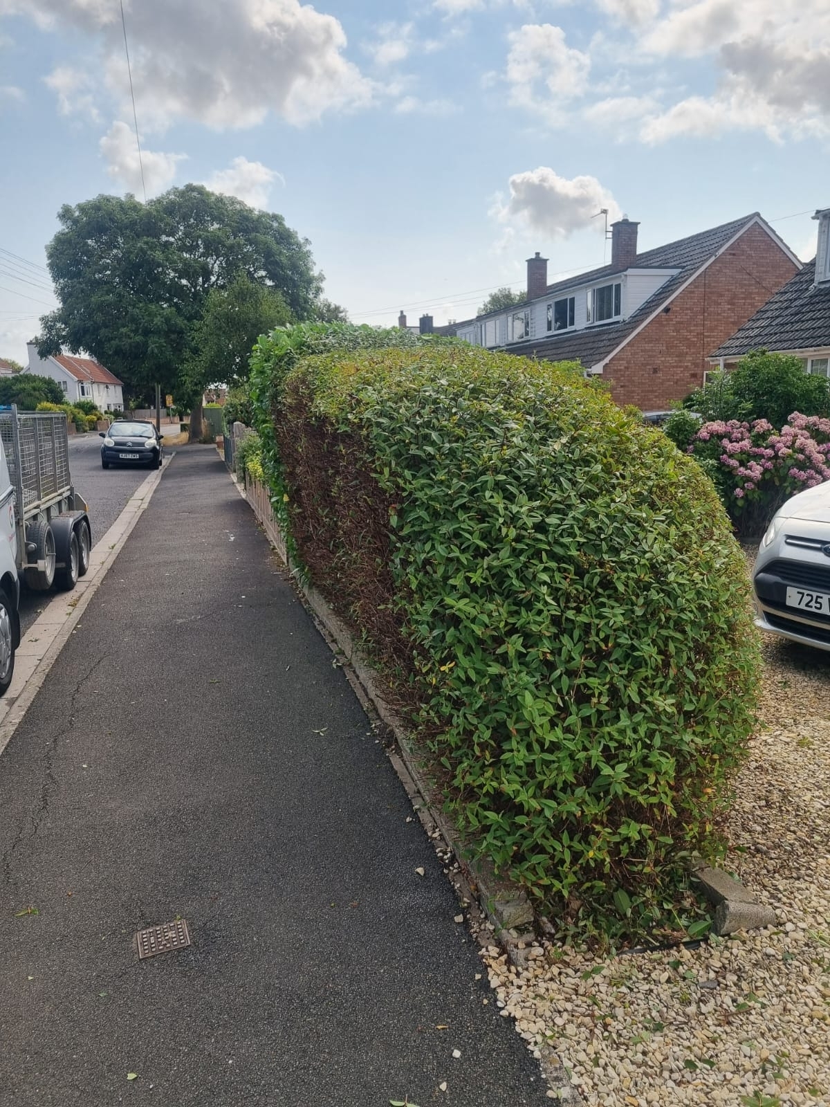 Hedge Trimming Rugby 02 Xlarge
