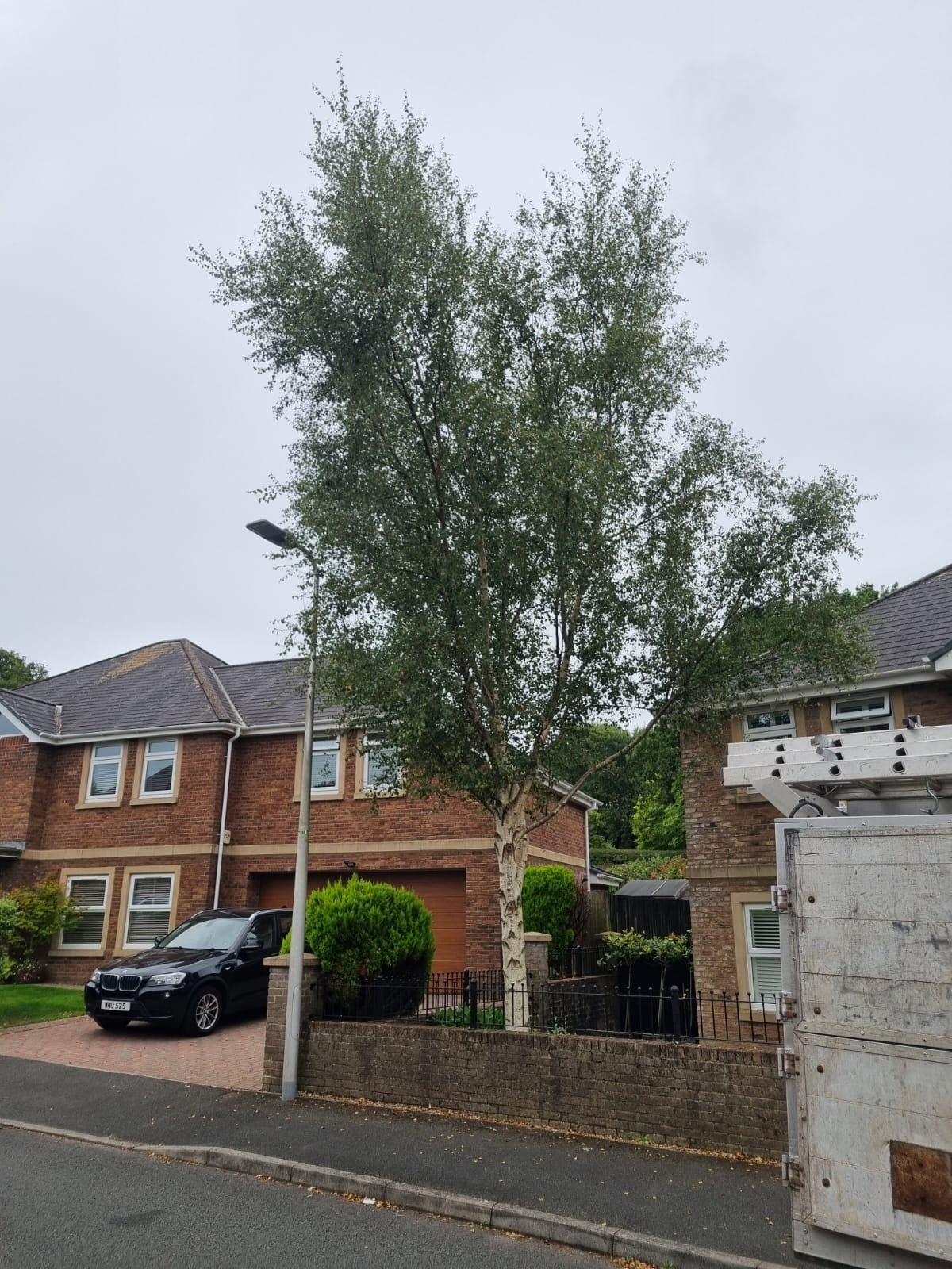 Tree Pruning Bedworth 01 Xlarge