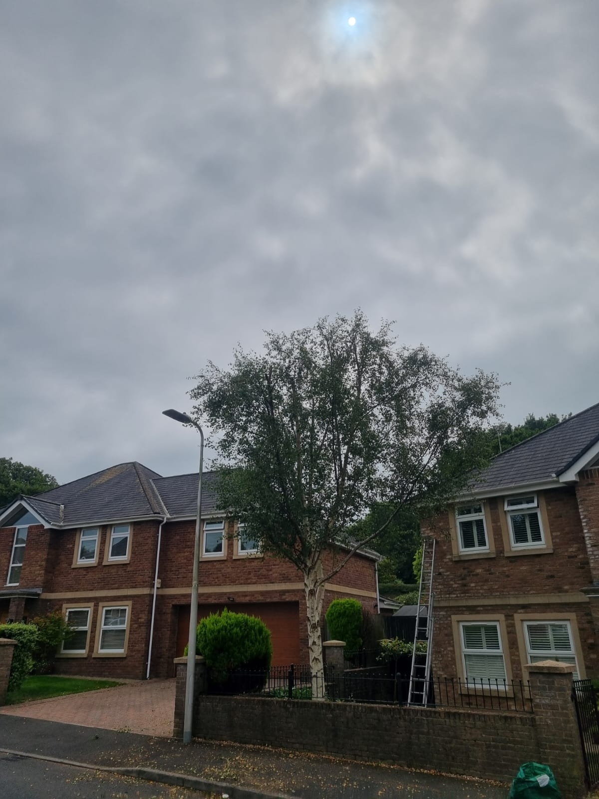 Tree Pruning Bedworth 02 Xlarge